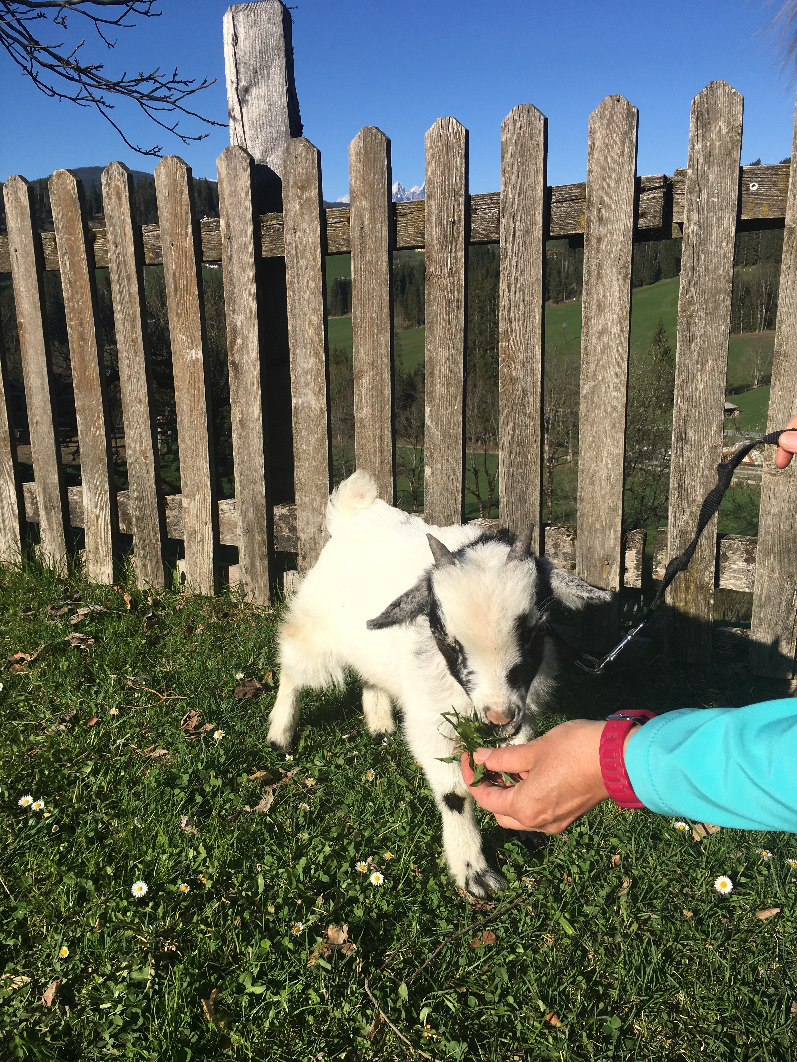 Urlaub mit Tieren auf dem Bauernhof, Tiere vom Bauernhof streicheln, Altenmarkt 